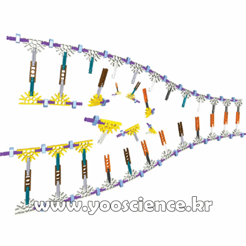 DNA&amp;mRNA조립키트