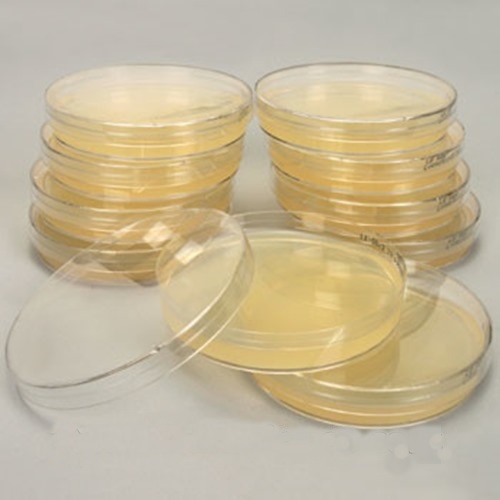 MRS Agar Plate (유산균용배지)
