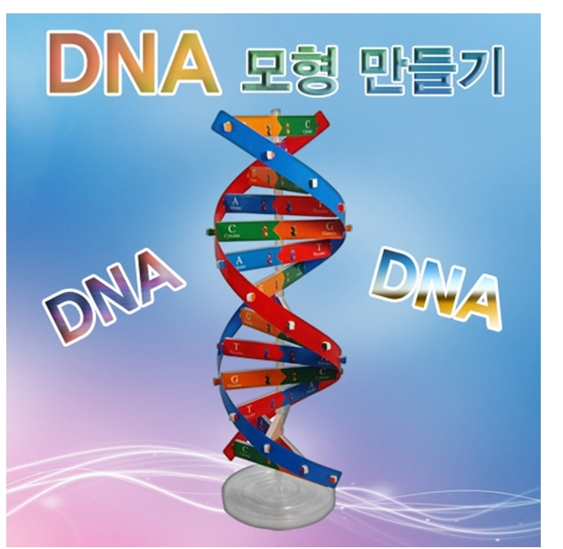 DNA모형만들기