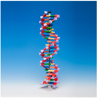 DNA모델(Molymod)(22염기쌍 DNA분자모형)