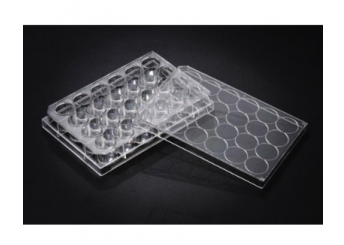 24 Well Cell Culture Plate (SPL)