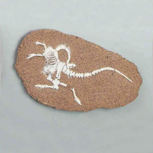 공룡화석발굴-스투루시오미무스