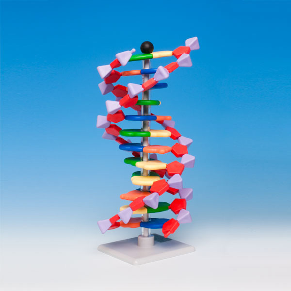 12염기쌍DNA분자모형