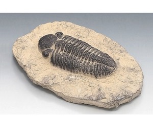 삼엽충화석(Phacops,전시용화석)