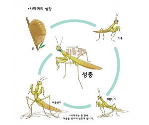 사마귀사육세트 (귀뚜라미/메뚜기목포함)