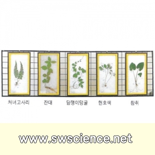 식물표본(벽걸이용) B형