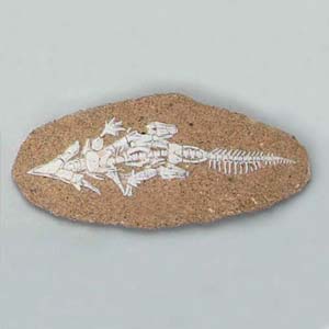 공룡화석발굴 -프로토세라톱스