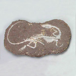 공룡화석발굴 - 코엘료피시스