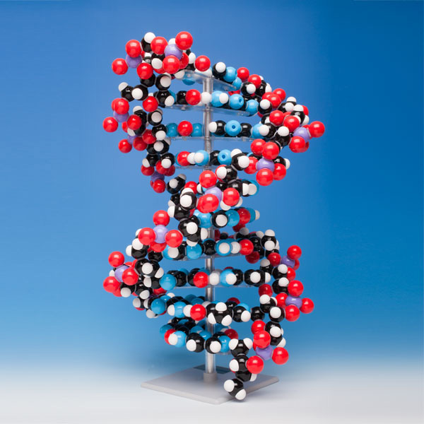 DNA분자모형/DNA MODEL (molymod)