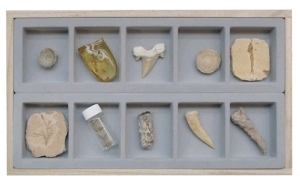 신생대화석표본