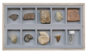 중생대화석표본
