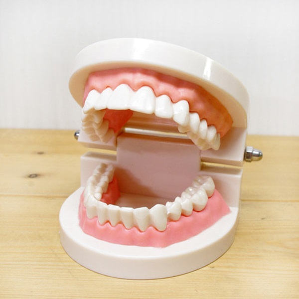 인체 치아모형(1대1)R