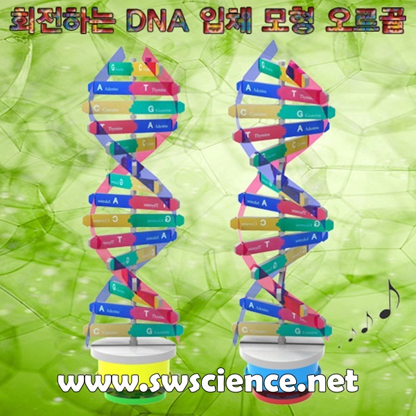 회전하는 DNA입체 모형 오르골
